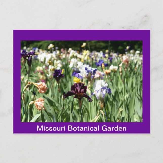 Field of Irises Postcard (Front)