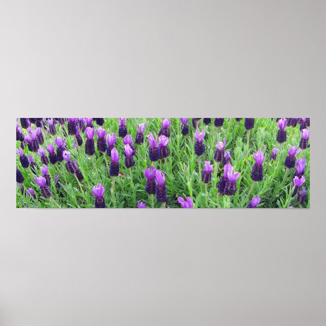 Field of Lavender 26"w x 8"h Poster (Front)