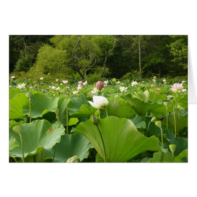 Field of Lotus Flowers Summer Garden (Front Horizontal)