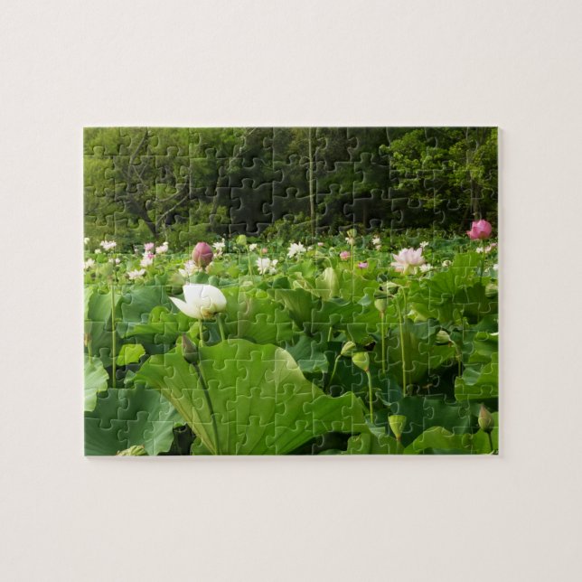 Field of Lotus Flowers Summer Garden Jigsaw Puzzle (Horizontal)