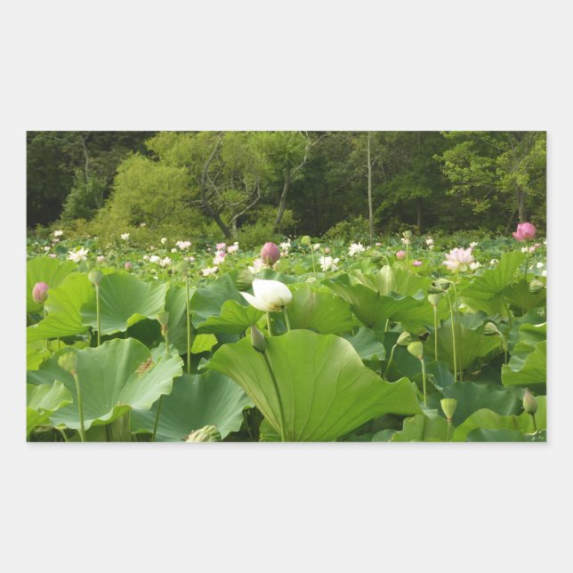 Field of Lotus Flowers Summer Garden Rectangular Sticker (Front)
