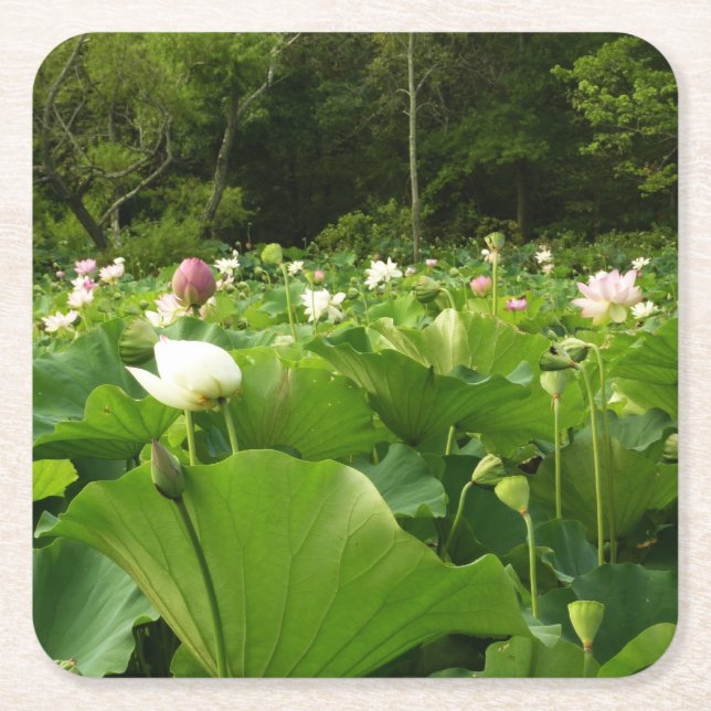 Field of Lotus Flowers Summer Garden Square Paper Coaster (Front)