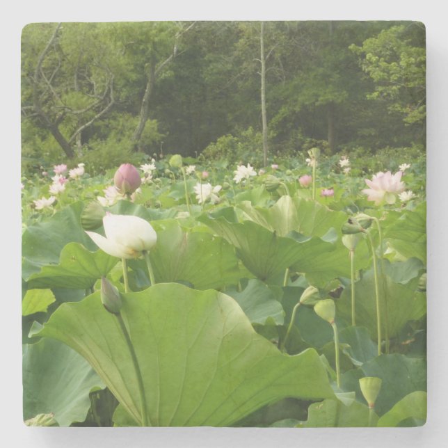 Field of Lotus Flowers Summer Garden Stone Coaster (Front)
