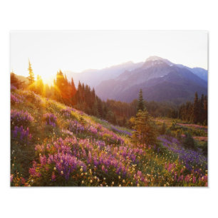 Field of lupine and Olympic Mountains at Photo Print