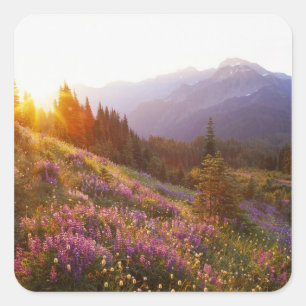 Field of lupine and Olympic Mountains at Square Sticker