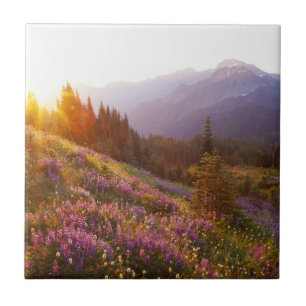 Field of lupine and Olympic Mountains at Tile