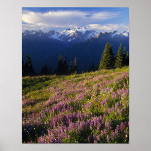 Field of lupine, Mt. Olympus, and clouds at Poster