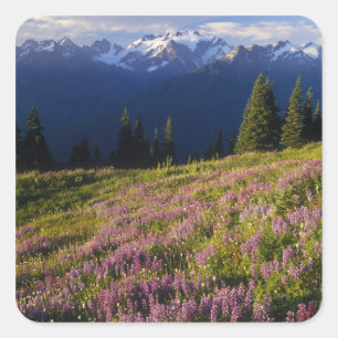 Field of lupine, Mt. Olympus, and clouds at Square Sticker