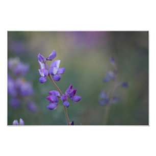 Field of Lupine Photo Print