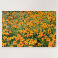 Field of Marigold Flowers Difficult