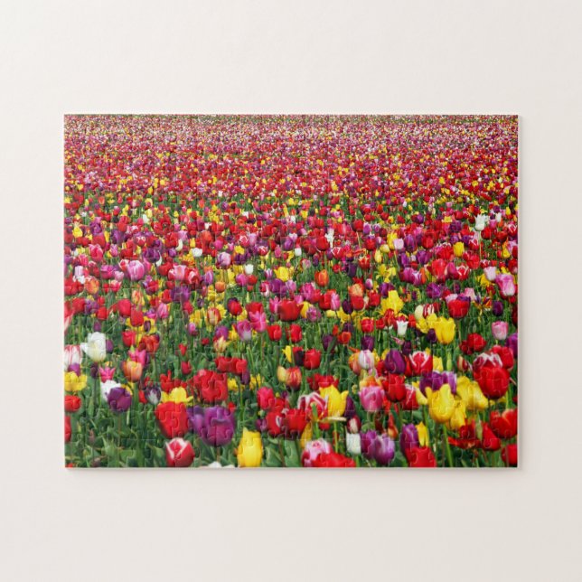 Field of multicolored tulips jigsaw puzzle (Horizontal)