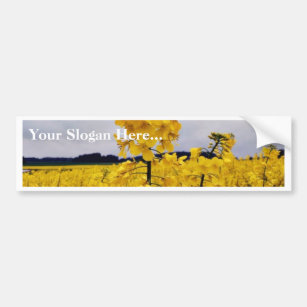 Field Of Oilseed Rape Bumper Sticker