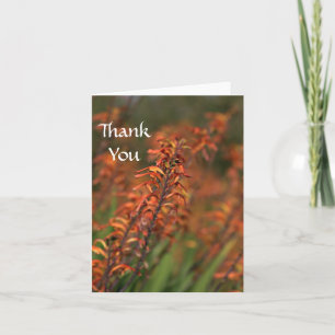 Field of orange around thank you card