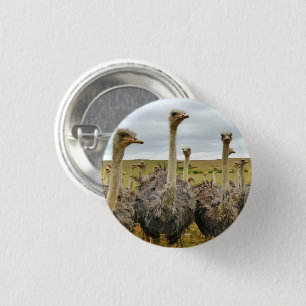 Field of Ostriches 3 Cm Round Badge