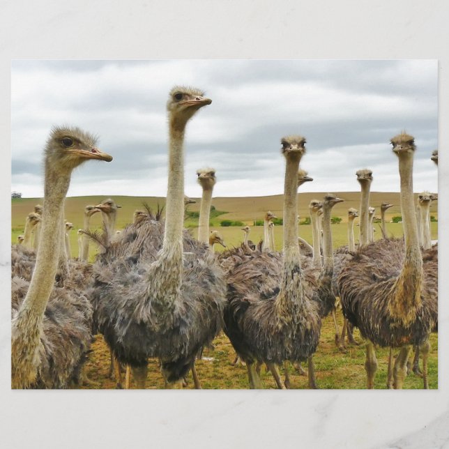 Field of Ostriches Paper (Front)