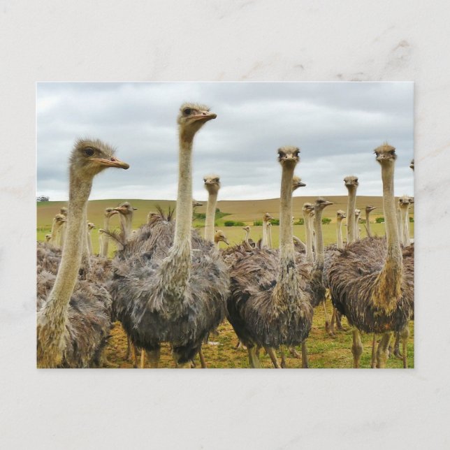 Field of Ostriches Postcard (Front)