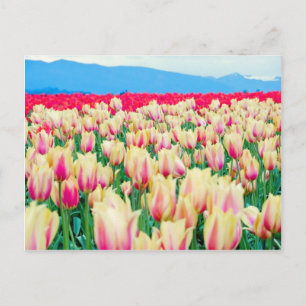 Field of Pink and Yellow Tulips Postcard
