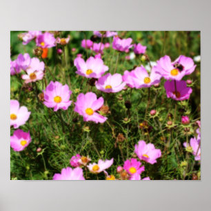 Field Of Pink Cosmos Flower Orton Effect Poster