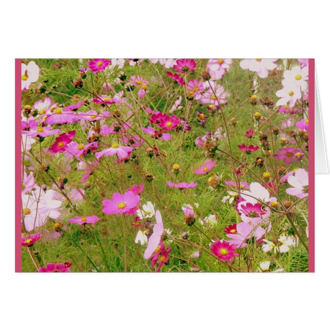 Field Of Pink Flowers (Front Horizontal)