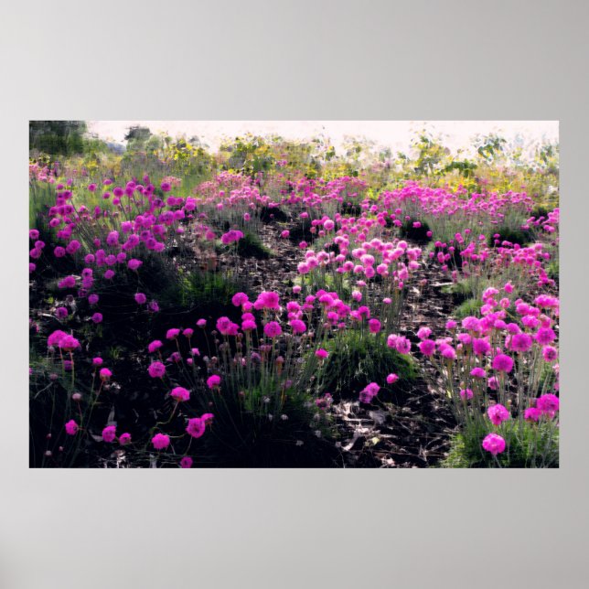 Field of pink flowers poster (Front)