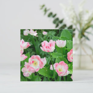 Field of pink tulips