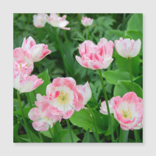 Field of pink tulips