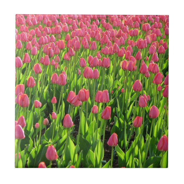 Field of Pink Tulips Ceramic Tile (Front)