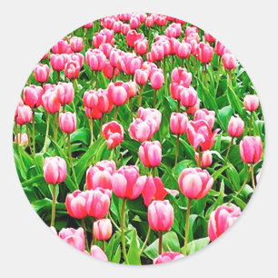 Field of Pink Tulips Classic Round Sticker