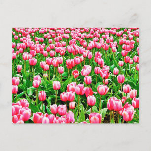 Field of Pink Tulips Postcard