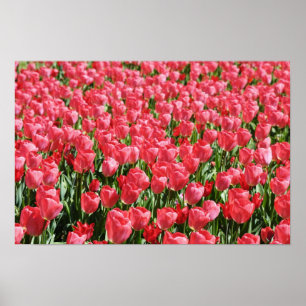 Field of pink tulips poster