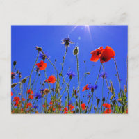 Field of Poppies and blue indigo cornflowers