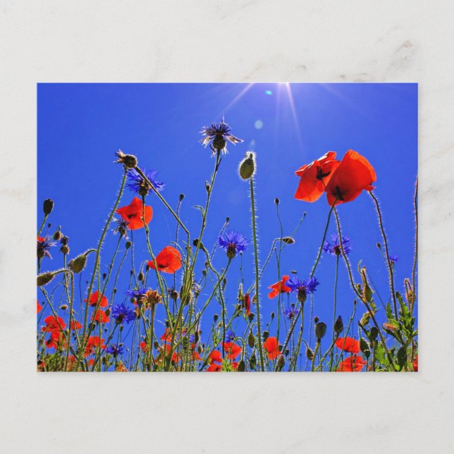 Field of Poppies and blue indigo cornflowers Postcard (Front)