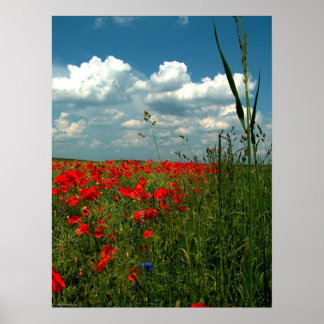 Field of poppies II Poster