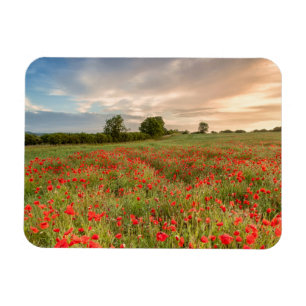 Field of Poppies Magnet