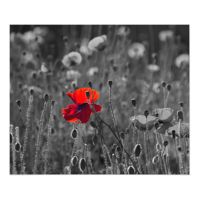 Field of Poppies Photo Print (Front)