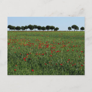 Field of Poppies Postcard