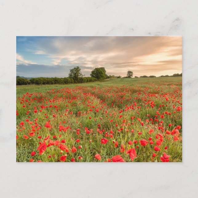 Field of Poppies Postcard (Front)