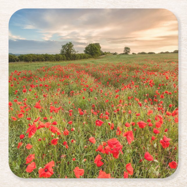 Field of Poppies Square Paper Coaster (Front)
