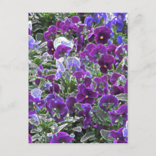 Field Of Purple Flowers 8420 Pansies Postcard
