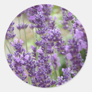 Field of Purple Lavender Flowers Classic Round Sticker