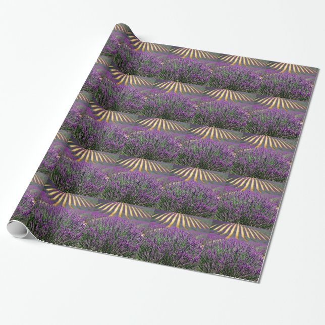 Field of purple lavender wrapping paper (Unrolled)