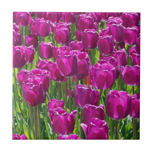 Field of Purple Tulips Ceramic Tile (Front)