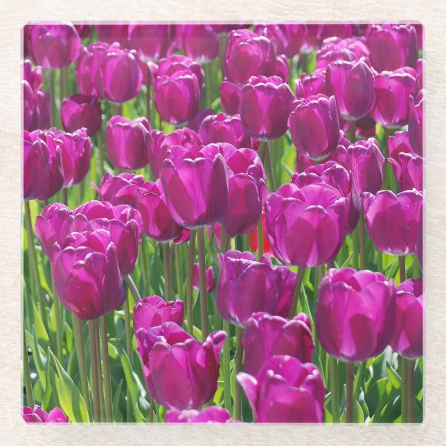 Field of Purple Tulips Glass Coaster (Front)