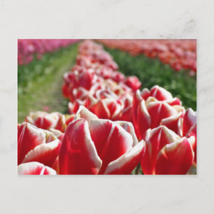 Field of Red and White Tulips Postcard