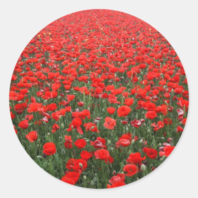 Field of Red Poppies Classic Round Sticker (Front)