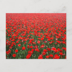 Field of Red Poppies Postcard