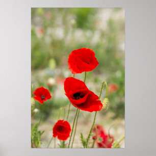 Field of red poppies poster