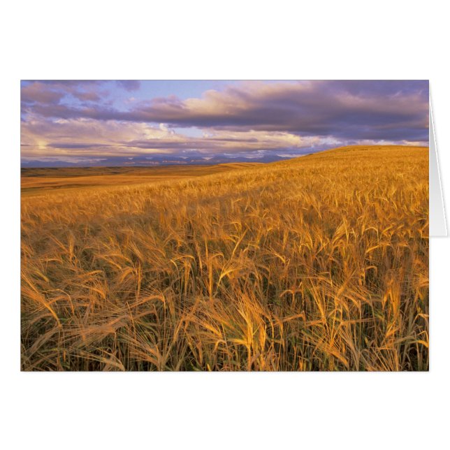 Field of Ripening Barley along the Rocky (Front Horizontal)