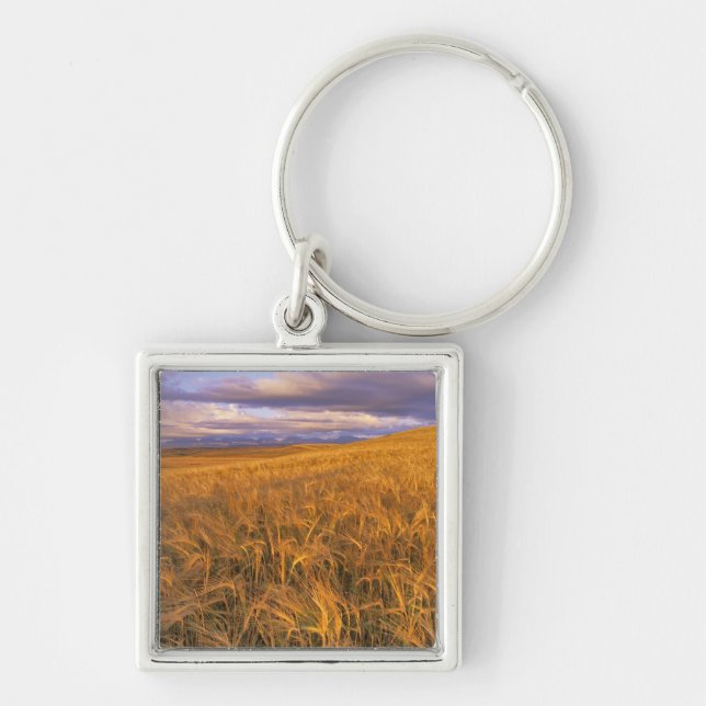 Field of Ripening Barley along the Rocky Key Ring (Front)