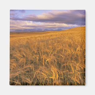 Field of Ripening Barley along the Rocky Magnet